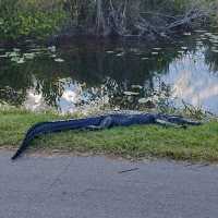 Theme park fun and alligators 