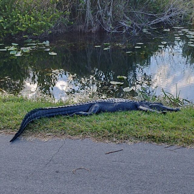 Theme park fun and alligators 