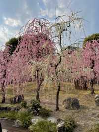 【京都:城南宮】京都の隠れた名所で特別な春を🌺✨