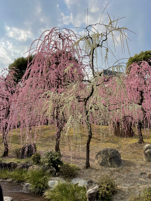 【京都:城南宮】京都の隠れた名所で特別な春を🌺✨