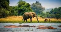 The Best Ways to Experience Uganda’s Wildlife - Avents Tour Safaris
