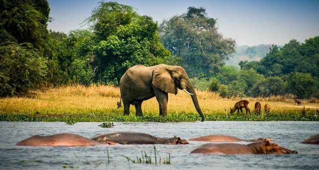 The Best Ways to Experience Uganda’s Wildlife - Avents Tour Safaris