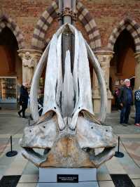 Fossils and Foundations: Discovering Oxford's Natural Wonders