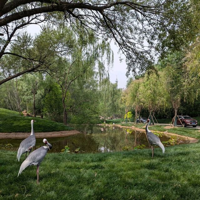 Beijing Wildlife Park from Daxing airport