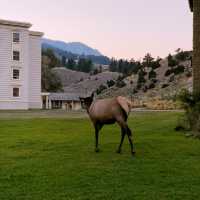 🏕️ Where to Stay in Yellowstone National Park