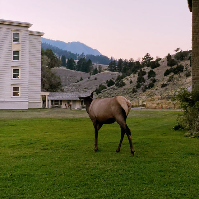 🏕️ Where to Stay in Yellowstone National Park