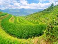 🌾 Stairway to Heaven: LongJi’s Golden Rice Terraces 🌄