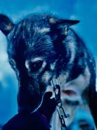 DOG SLEDDING: excellent experience, dogs are really happy