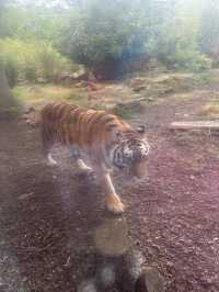 Hertfordshire Zoo… get up close and personal 