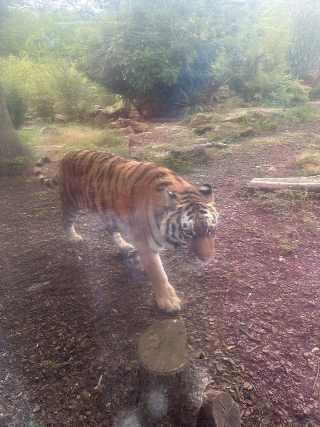 Hertfordshire Zoo… get up close and personal 