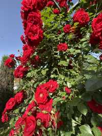 Guesthouse of hundreds of roses