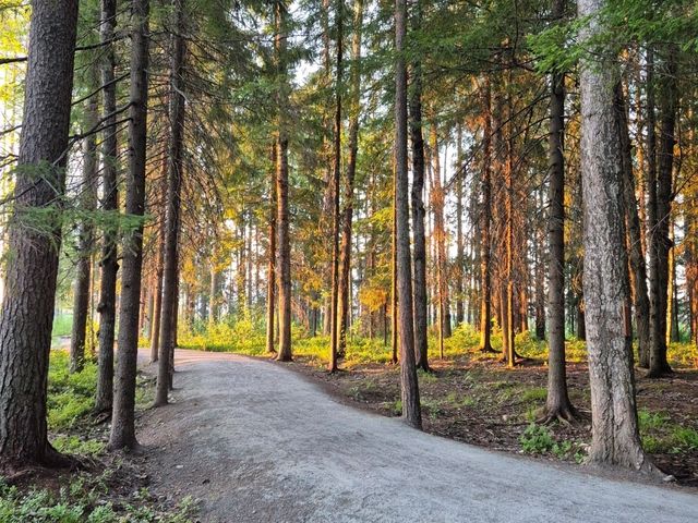 🌅 White Nights Magic in Karelia – Why You Must Visit Petrozavodsk’s Embankment This Summer