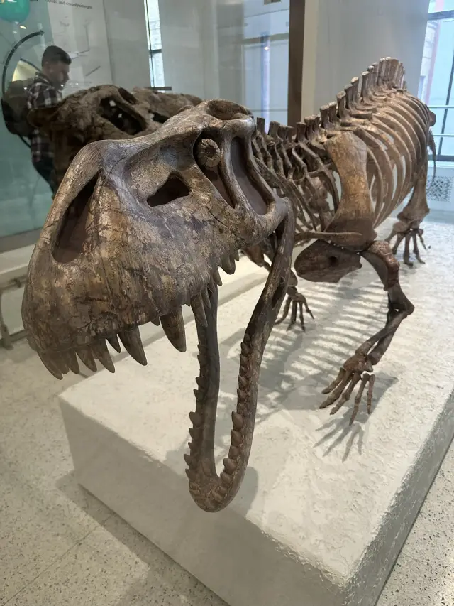 Exploring New York: must-see museums and parks meets iconic city scenery