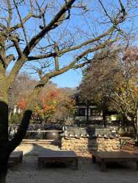 Autumn Suwon Vibes🍂
