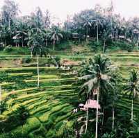 Bali on a Budget: Nature’s Hidden Paradise