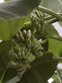 Shanghai Greenhouse Garden: Two Worlds in One Oasis