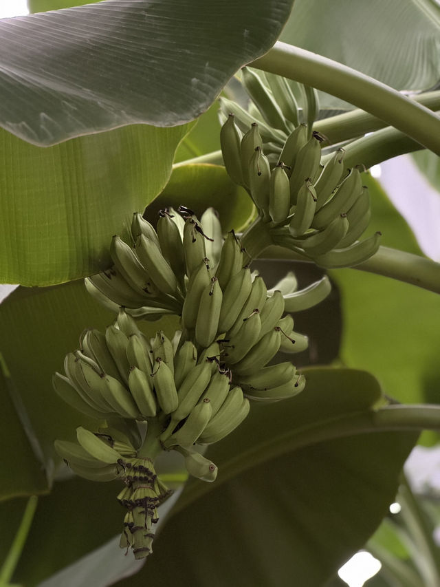Shanghai Greenhouse Garden: Two Worlds in One Oasis Shanghai Greenhouse Garden: Two Worlds in One Oasis