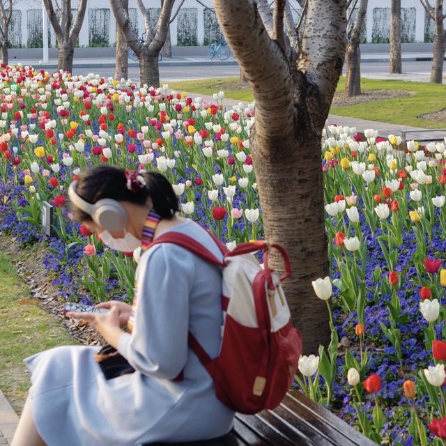 The tulips in Jing 'an Sculpture Park🌷🌷