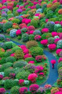 The flowers in Ome City, Tokyo have bloomed. Are you not moved?