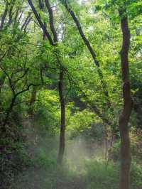 Xuzhou's misty forest is so beautiful, why isn't anyone going there? 🥺