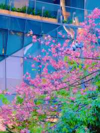浪漫的不是廣州，而是廣州的花開滿城