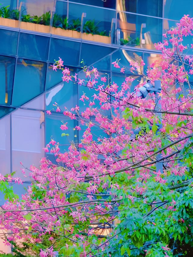浪漫的不是廣州，而是廣州的花開滿城