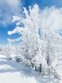 冬天一定要來太浩湖天堂滑雪場