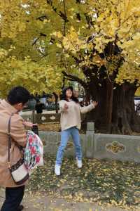 古樹銀杏再披黃袍