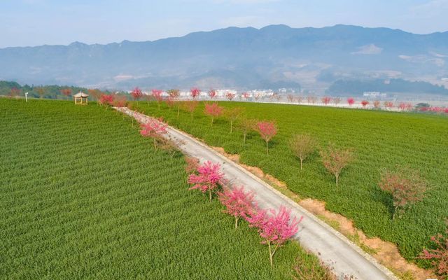 福建大山裡這片千畝櫻花海你確定不來看看？