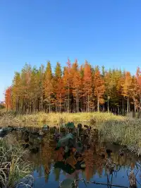 南昌｜魚尾洲公園的紅杉林也太美了吧