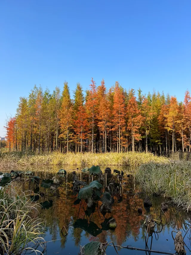 南昌｜魚尾洲公園的紅杉林也太美了吧