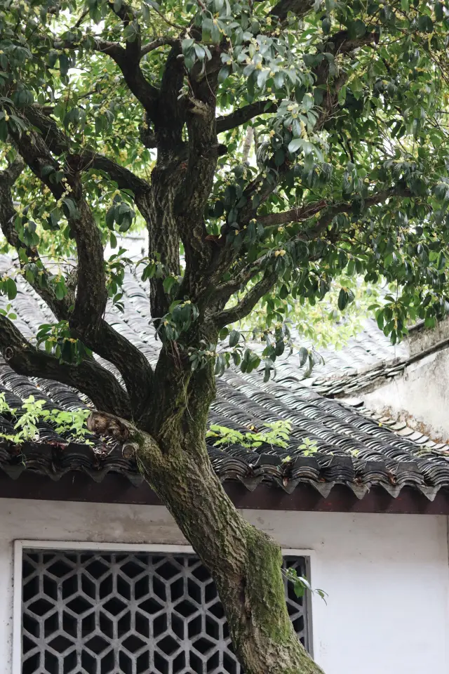 Lu Xun's Hometown in Shaoxing | From Baicao Garden to Sanwei Bookstore