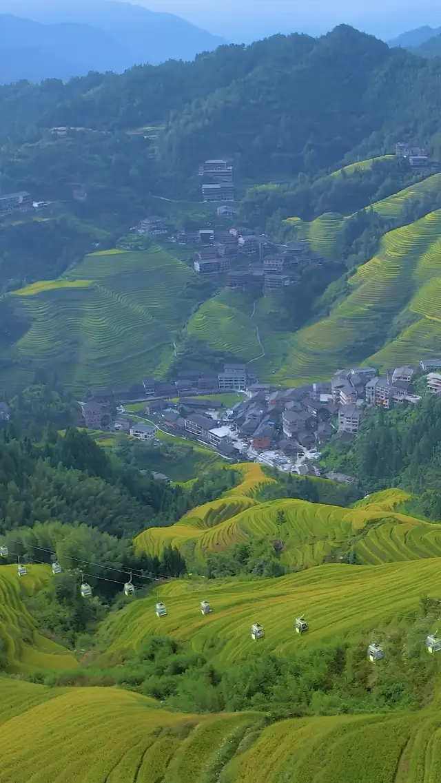 Autumn Chasing Project Location: Guilin Longji Terraced Scenery Area  Season: The annual harvest season  Landscape: Yellow costumes, about to be harvested