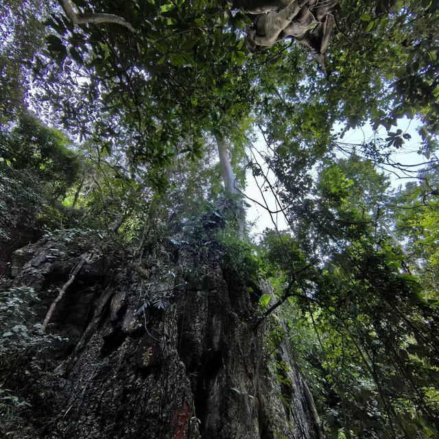 躲避人潮，行走版納：勐遠仙境熱帶雨林徒步
