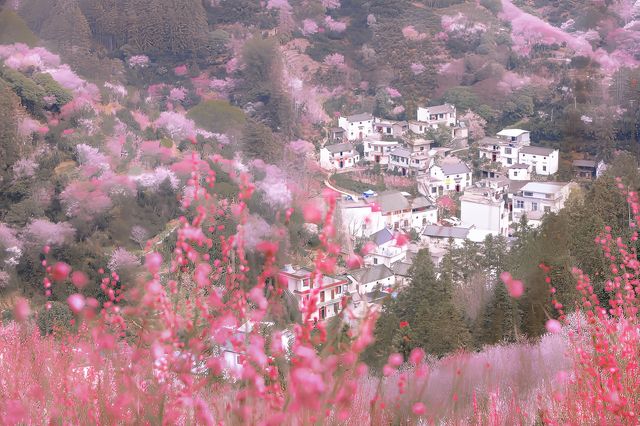 賣花漁村|美到失語的世外梅源安徽