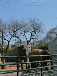 上海動物園保姆級旅遊攻略，看這篇就夠了！