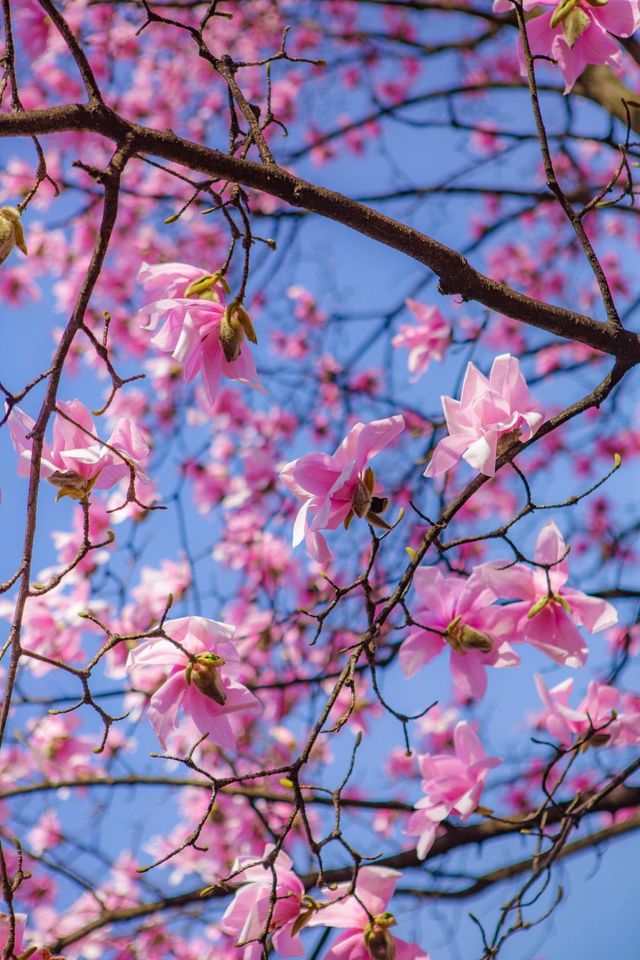 成都周邊遊|踏青賞花，漢服爬山遊玩好去處