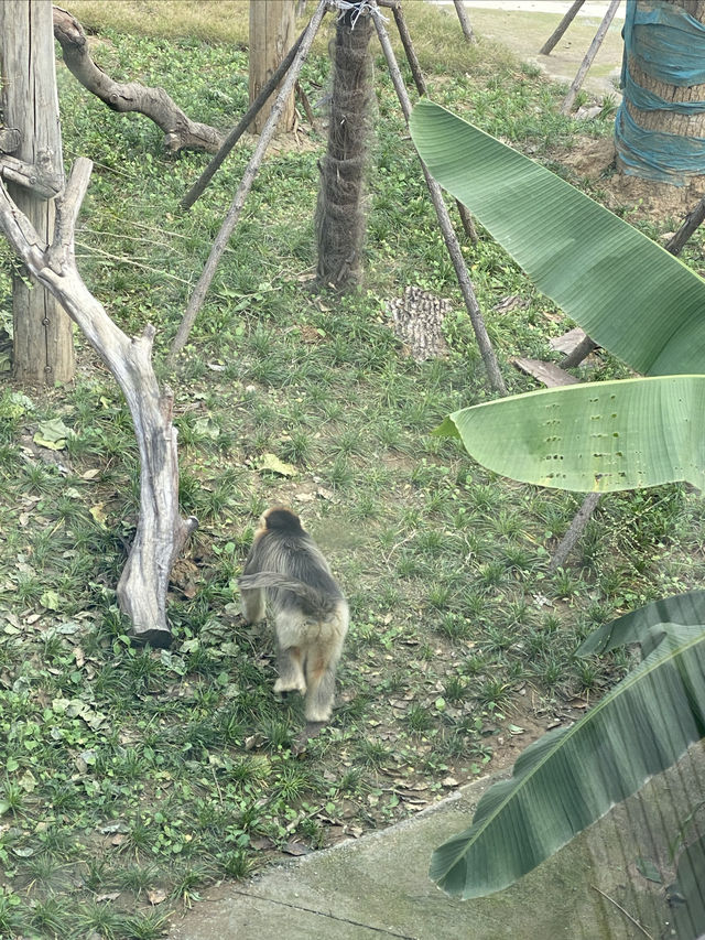 在武漢·武漢動物園新手入園攻