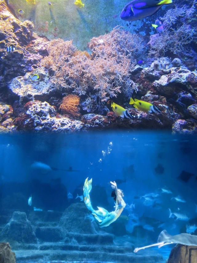 來台灣親子旅行一定要去的遠雄海洋公園