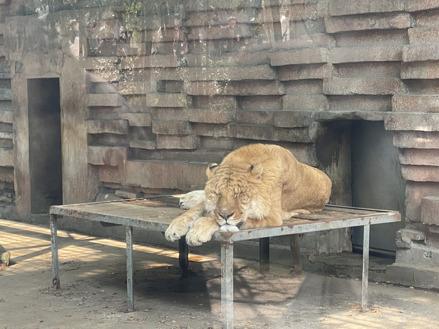 終於帶兒子來寧波野生動物園玩了