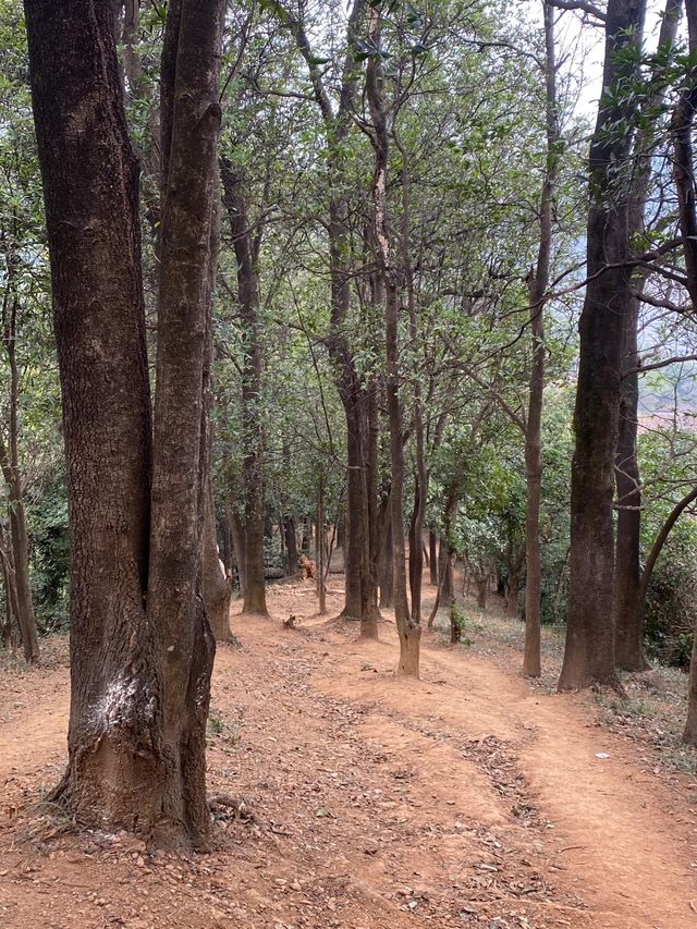 |||打卡銀湖山郊野徑，市區地鐵直達徒步好去處