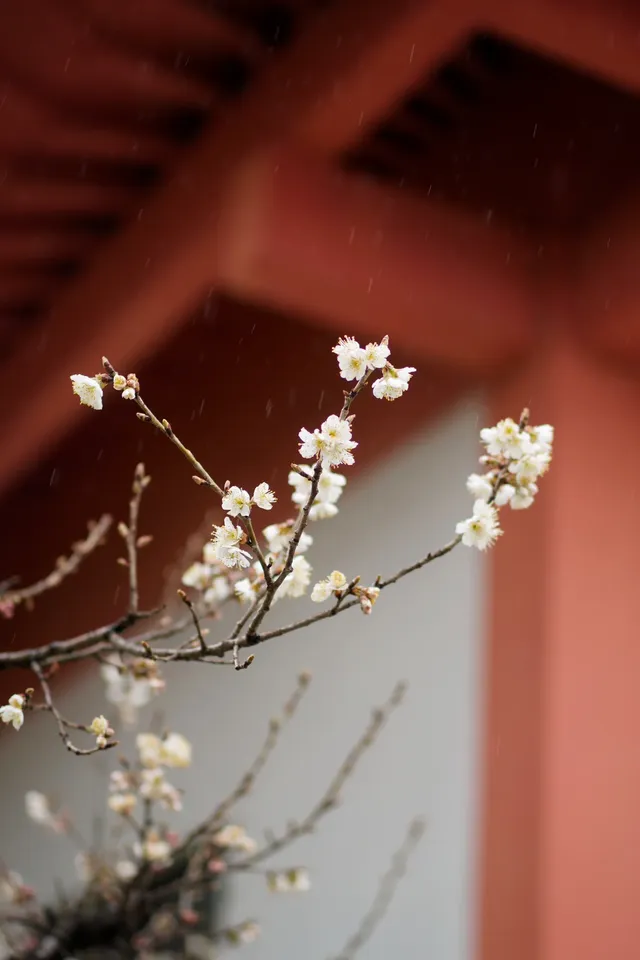 別錯過！玄武湖的櫻花季節即將來臨