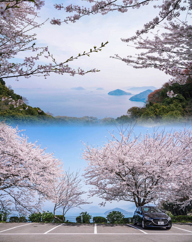 還有比紫雲出山更仙的賞櫻地嗎？