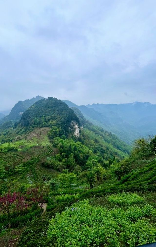 輕徒步賞花|看二月蘭花海