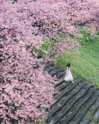 河津桜と熱海桜🌸