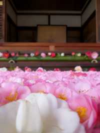 【京都·靈鑑寺·椿】