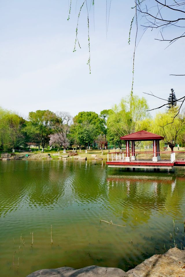 春天造訪金雞湖大酒店
