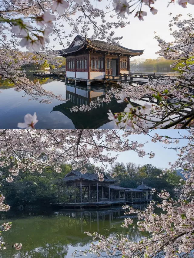 Extra! Extra! All cherry blossoms in Hangzhou are in full bloom | West Lake Cherry Blossom Viewing Route|||
