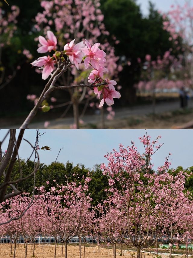 東莞春日遊園賞櫻花