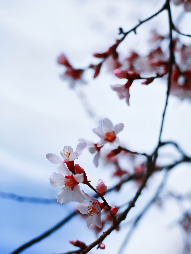 嘎拉村桃花朵朵開